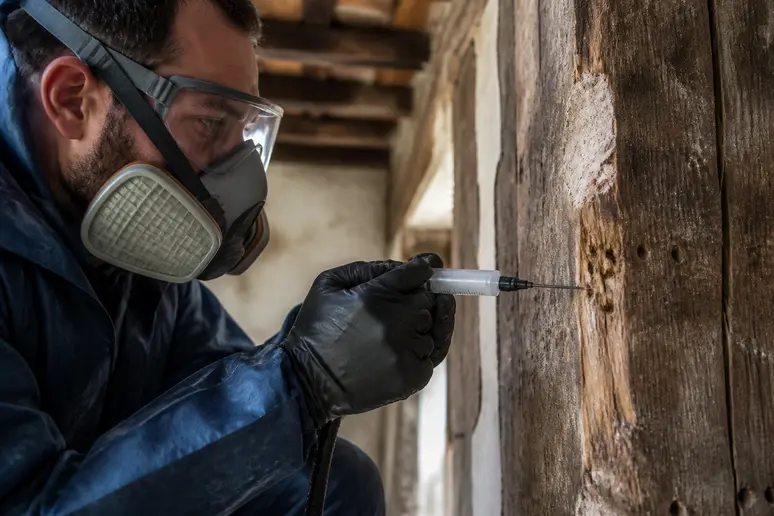 Un professionnel applique un traitement ciblé dans un trou de bois, une action méticuleuse pour éradiquer les vers à bois.