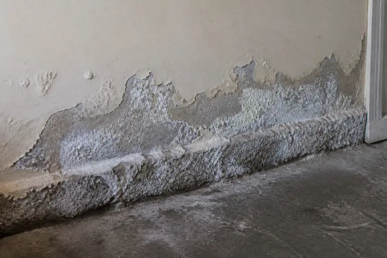 Traces de salpêtre et d'humidité sur le bas d'un mur en pierre