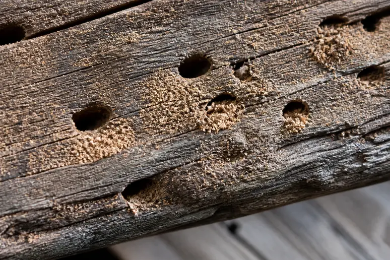 Petits trous et vermoulure sur une poutre en bois, signes de mites bois photos.
