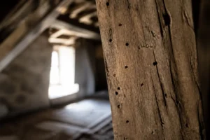 Comment reconnaître une attaque d'insectes xylophages dans le bois ?